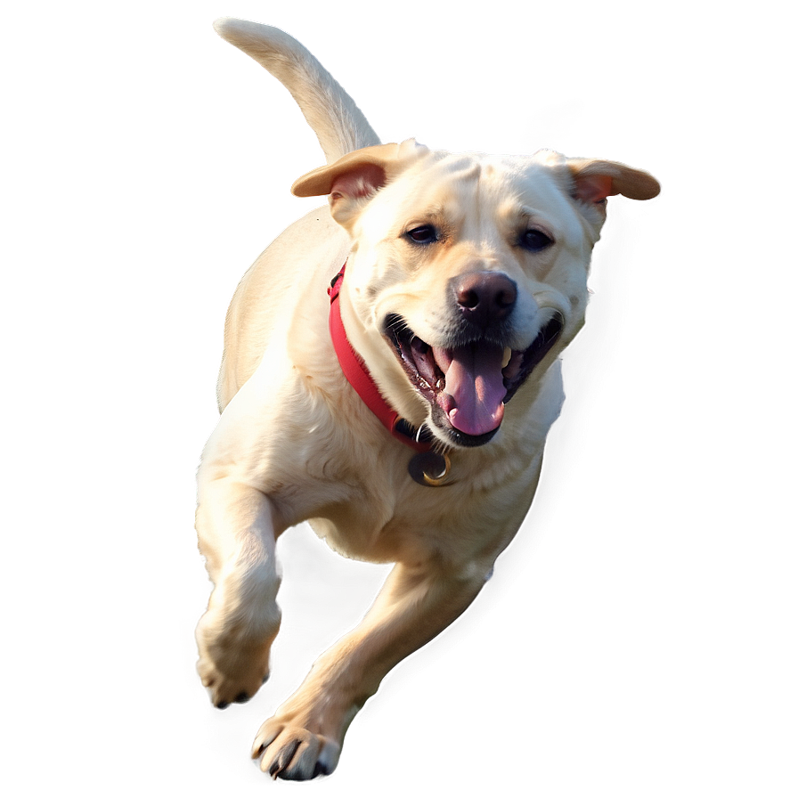 Running Labrador Png 58