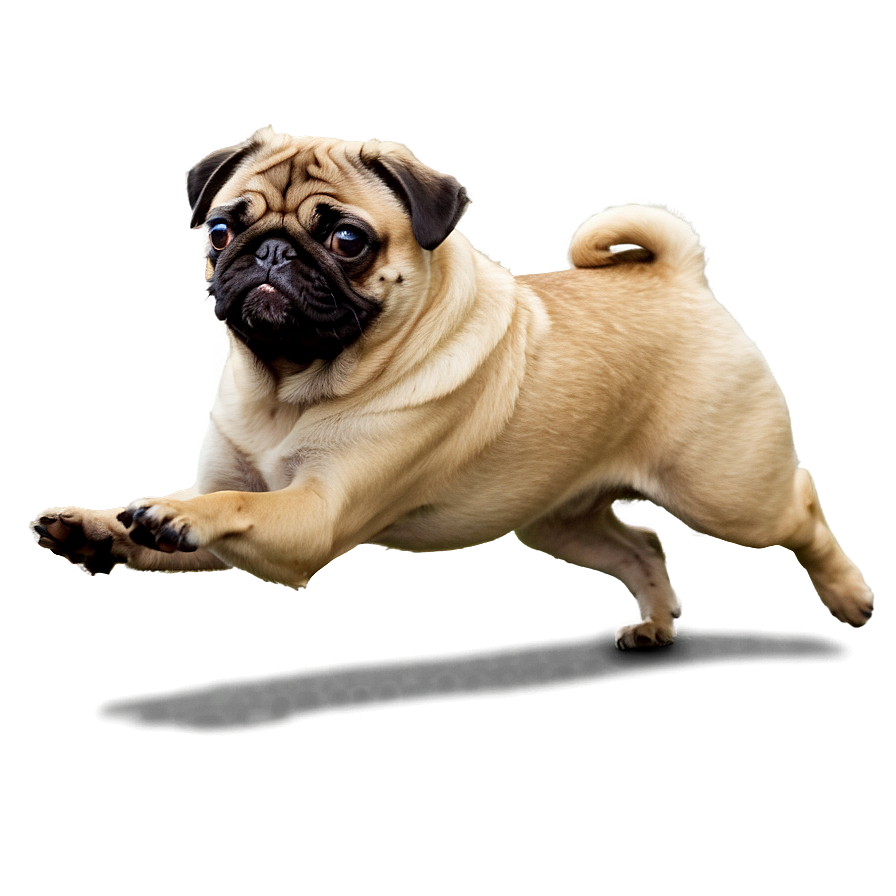 Running Pug Png 64