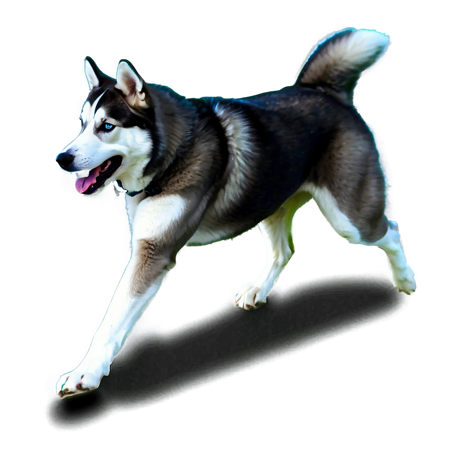 Running Siberian Husky Png Fly