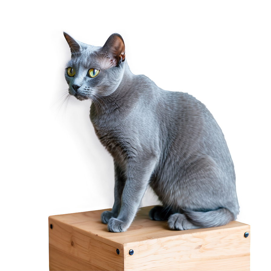 Russian Blue Cat Grooming Png Lij22