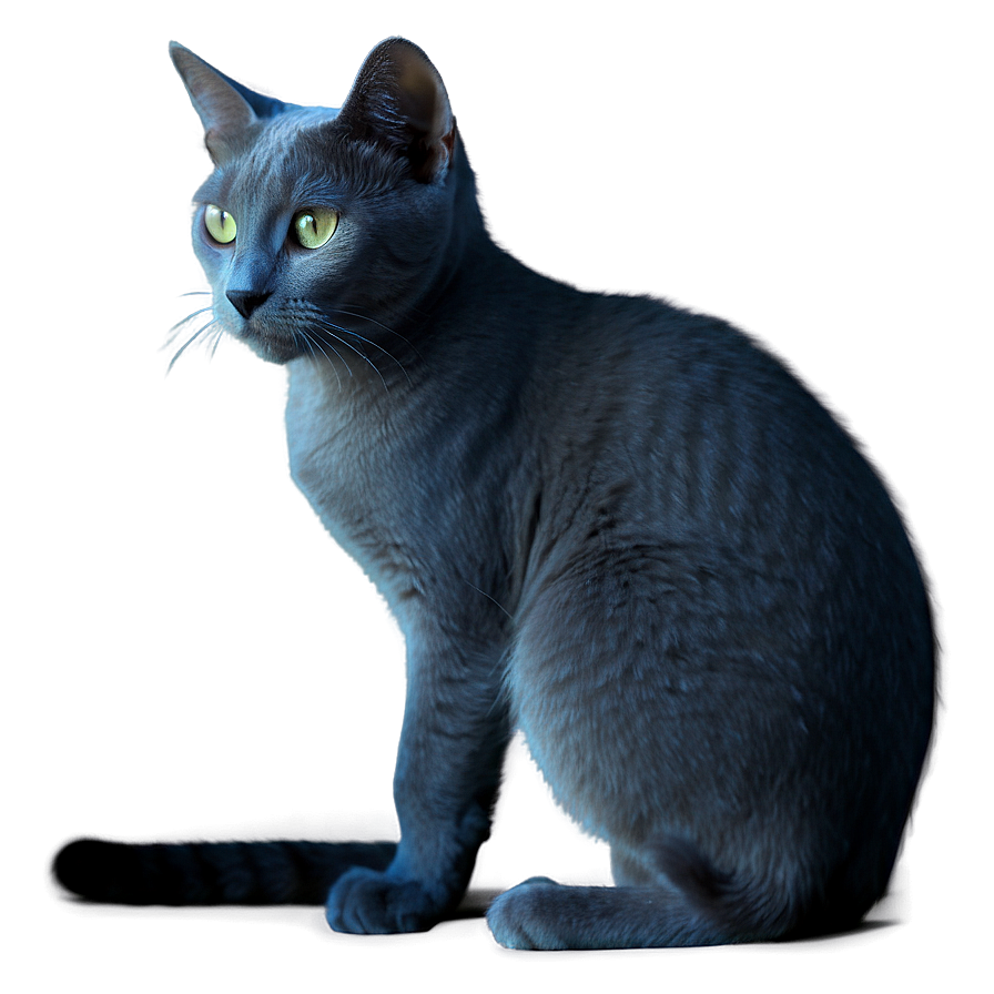 Russian Blue Cat In Shadow Png 44