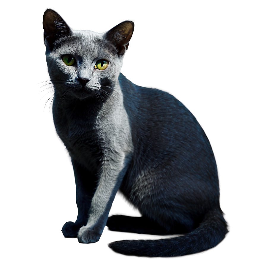 Russian Blue Cat In Shadow Png Fbn