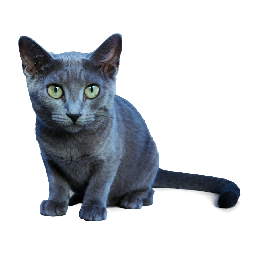 Russian Blue Cat Png Lrn