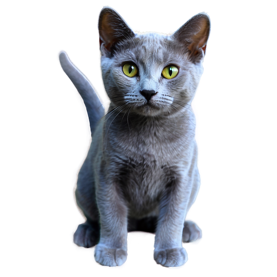 Russian Blue Cat With Soft Fur Png 26