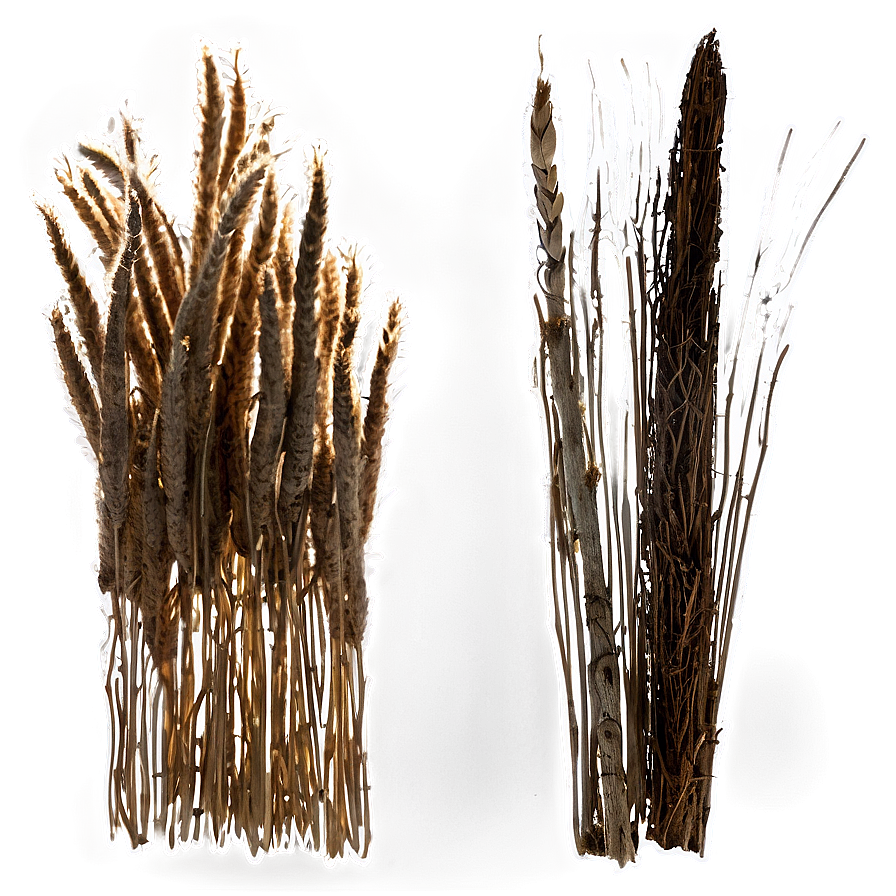 Rustic Dry Grass Png 06262024