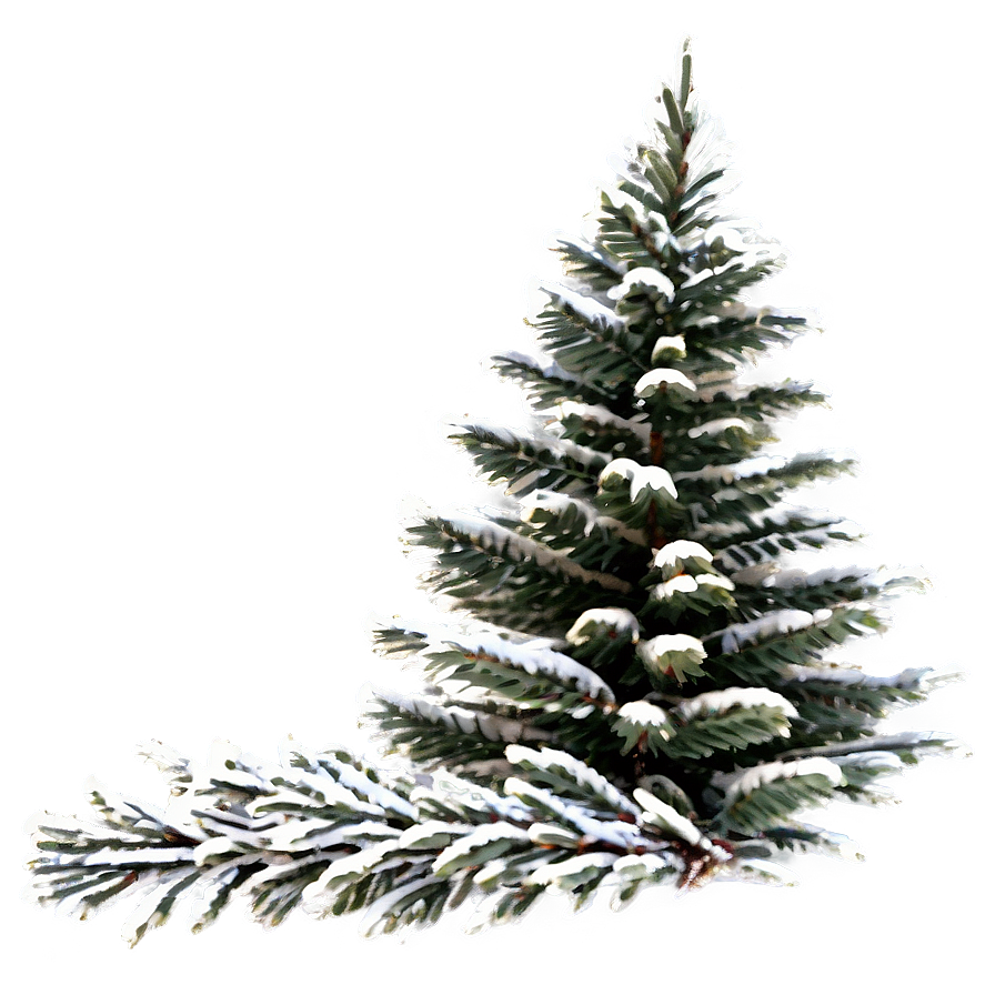 Rustic Evergreen Tree Png 36