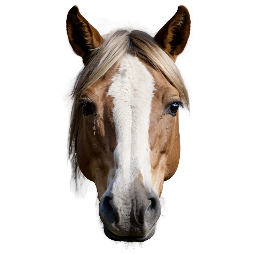 Rustic Horse Head Picture Png 06122024