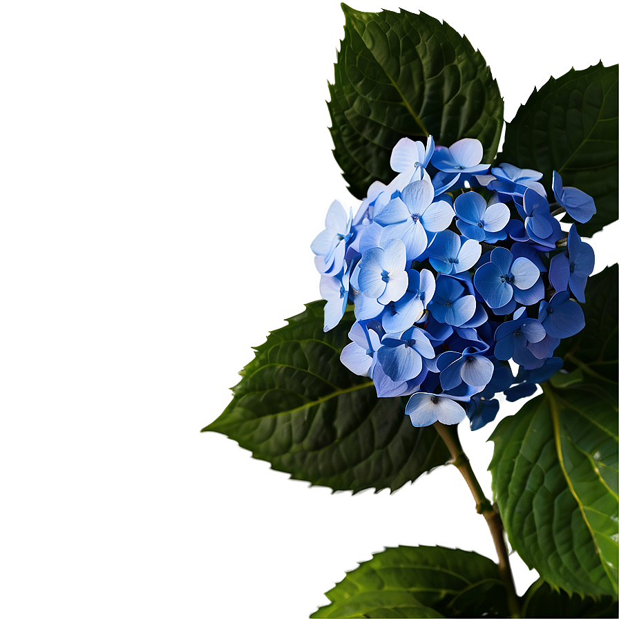 Rustic Hydrangea Png 05242024