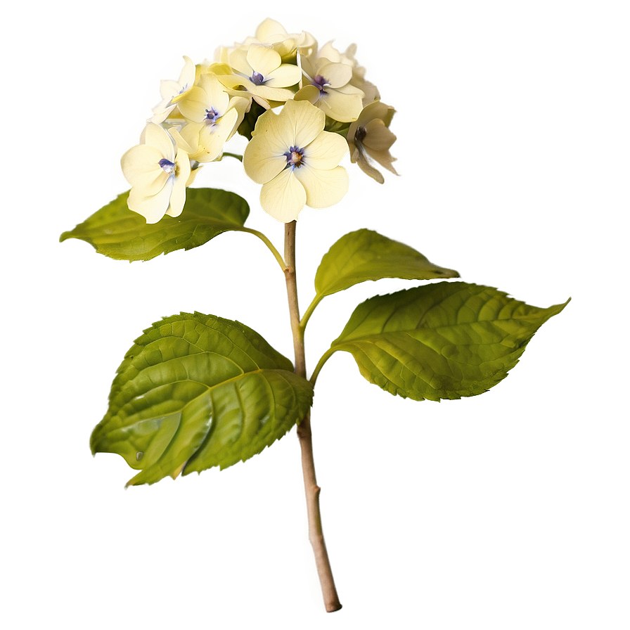 Rustic Hydrangea Png 9