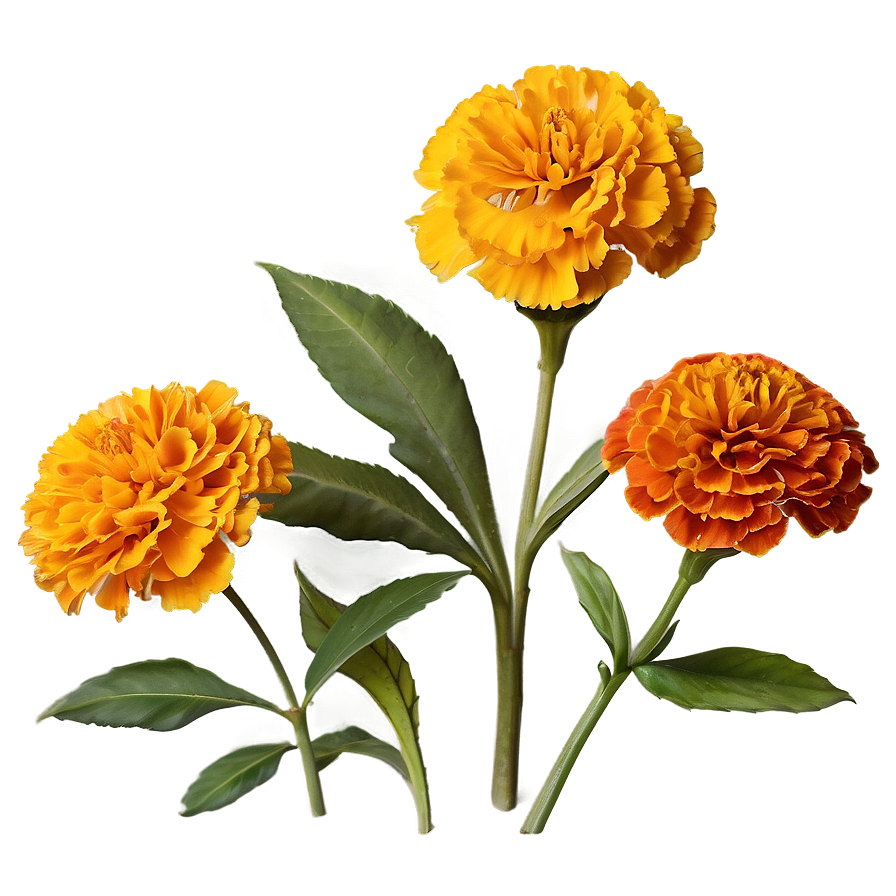 Rustic Marigolds Cluster Png 5