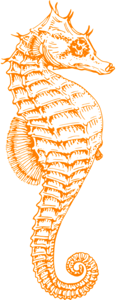 S Seahorse Clipart Png, Transparent Png PNG with transparent background