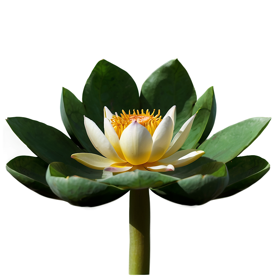 Sacred Lotus Png 96