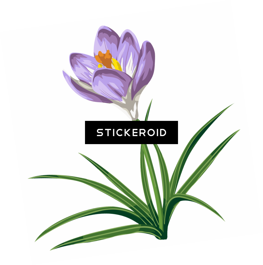 Saffron Crocus Flower Illustration