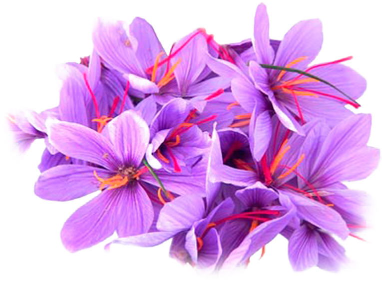 Saffron Crocus Flowers Cluster.png