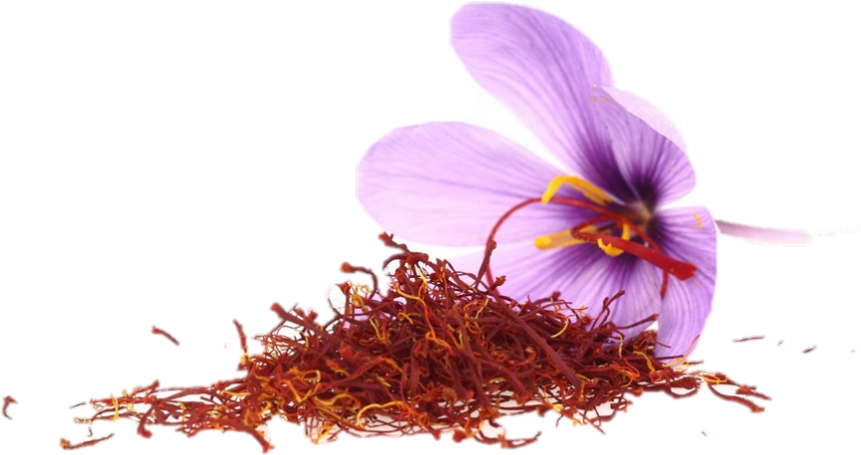 Saffron Stigmasand Crocus Flower.png