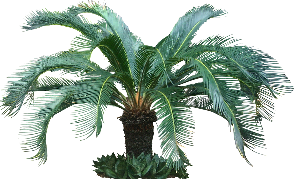 Sago_ Palm_ Tropical_ Tree.png