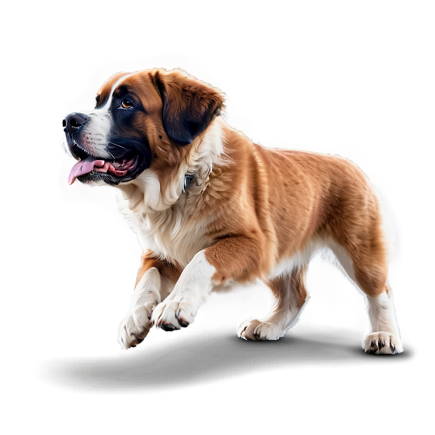 Saint Bernard Action Shot Png 06252024