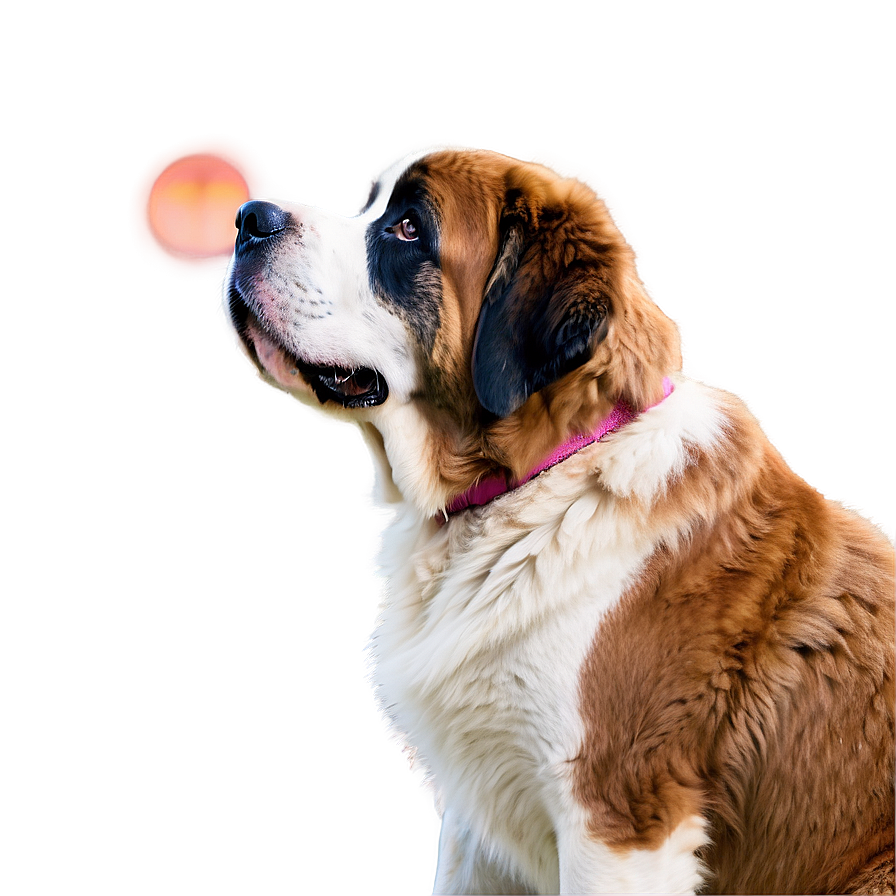 Saint Bernard Watching Sunset Png Dnw