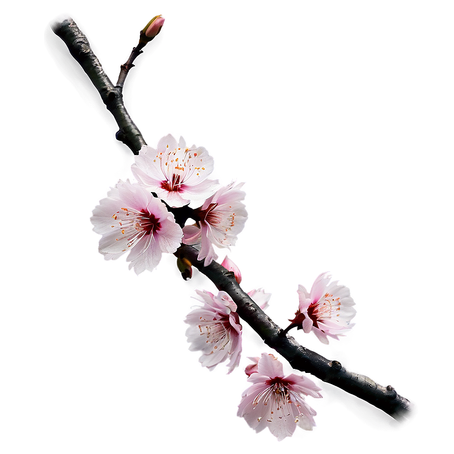 Sakura Branch PNG 06202024 PNG image with a transparent background, free high-resolution download