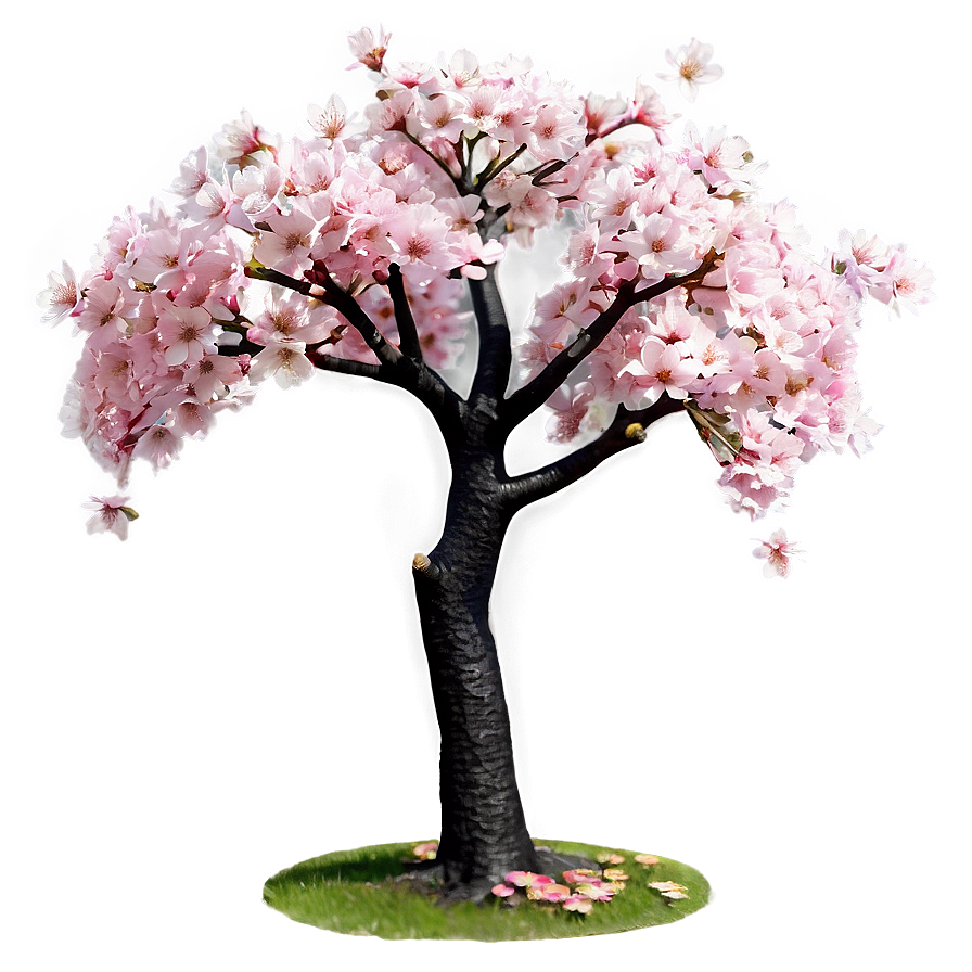 Sakura Cherry Tree Png Pxb39