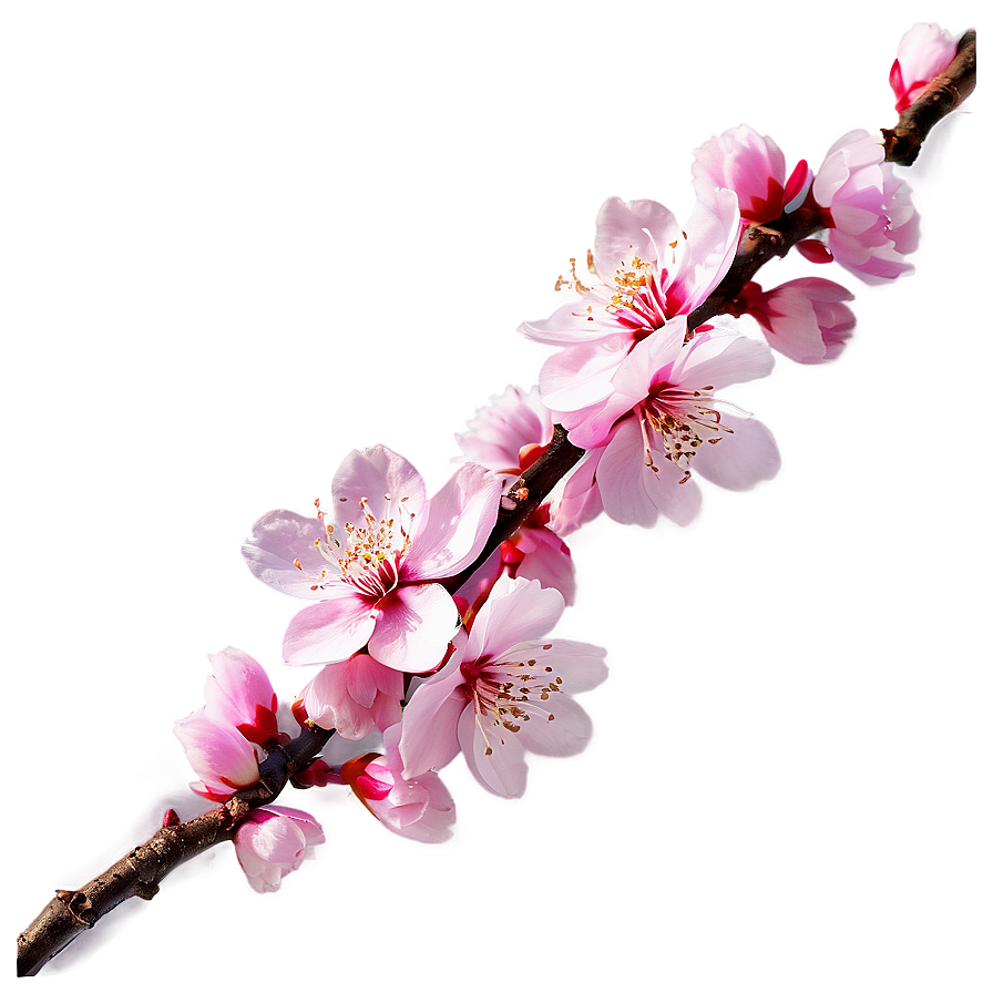 Sakura Flower Sunset View Png Hev12