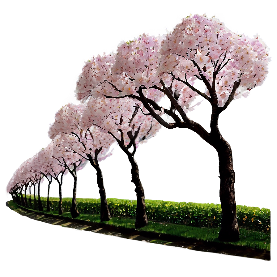 Sakura Tree Pathway Scenery Png Bvw