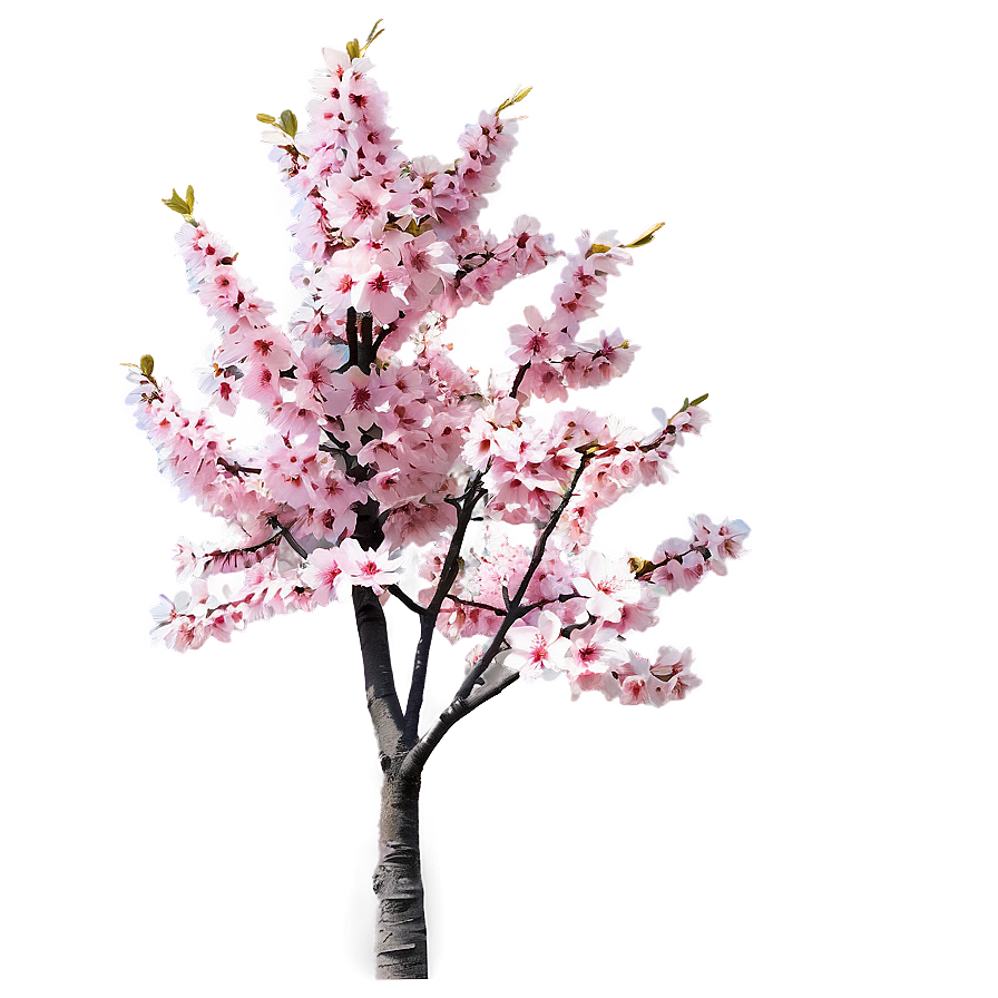 Sakura Tree With Soft Pastel Colors Png 06122024