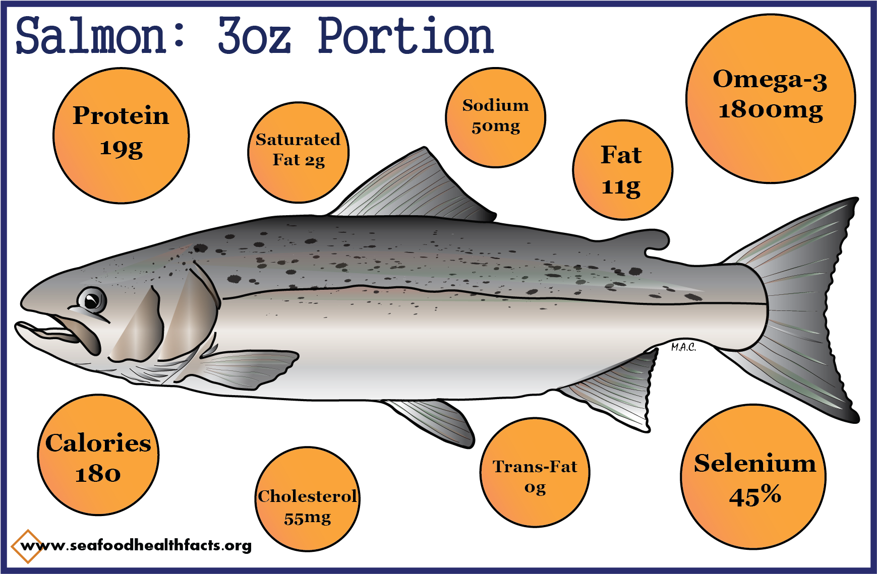 Salmon - Pacific Sturgeon, HD Png Download PNG with transparent background