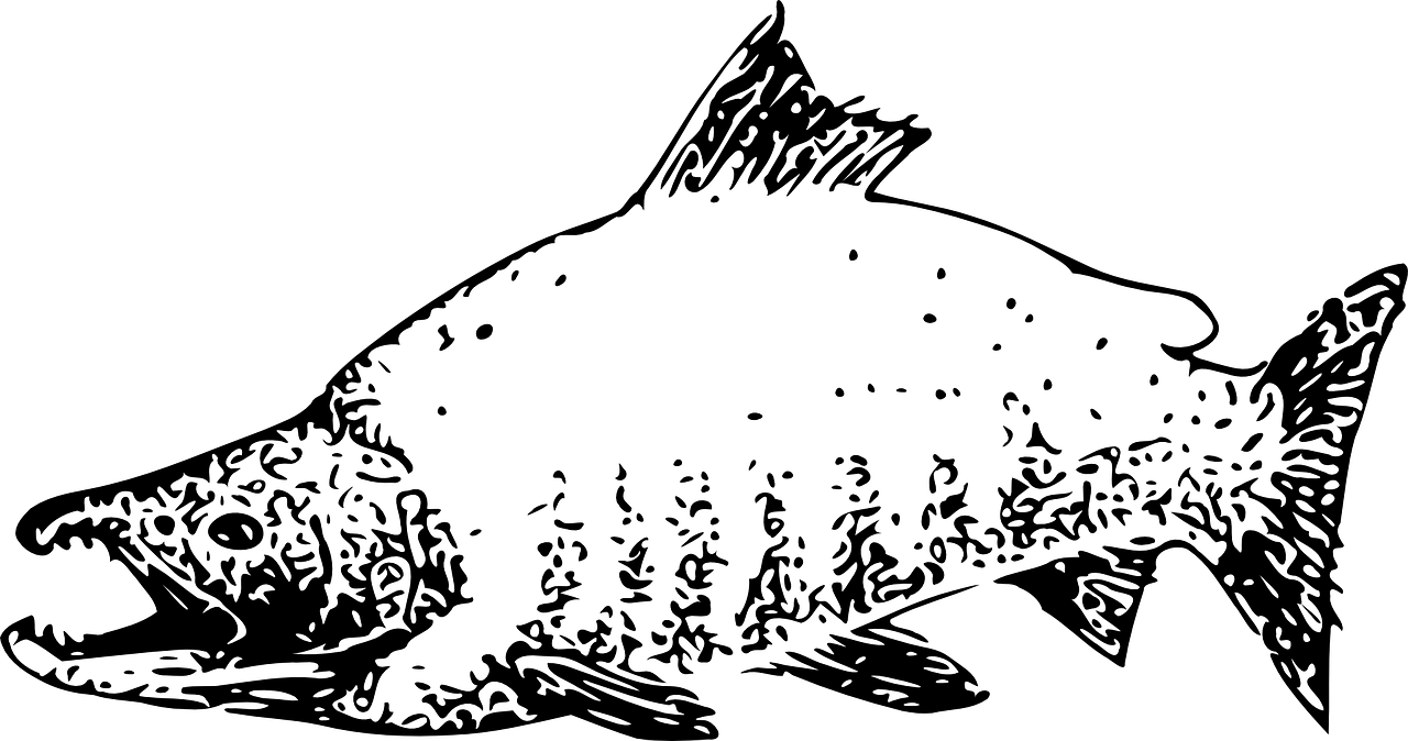 Salmon, HD Png Download PNG with transparent background
