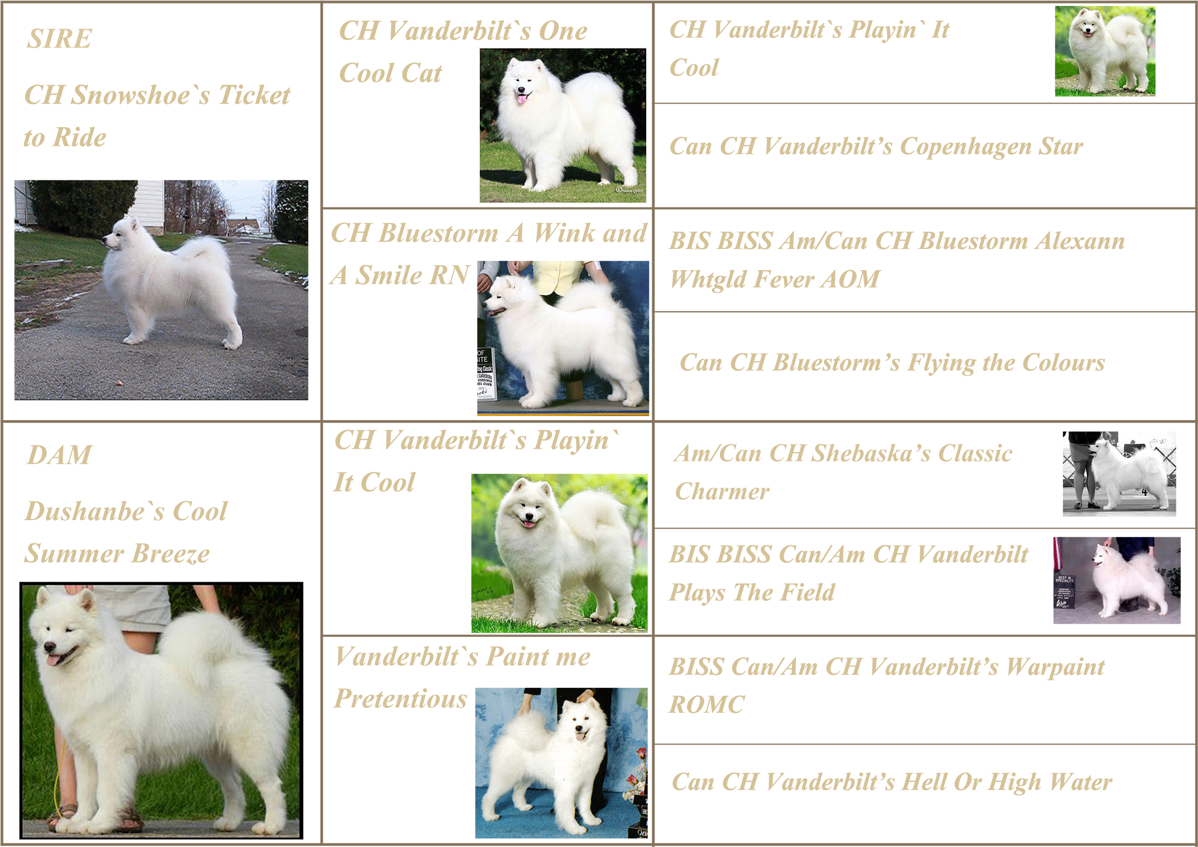 Samoyed Champion Pedigree Showcase