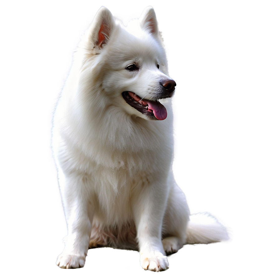 Samoyed Dog Breed Png Plj10