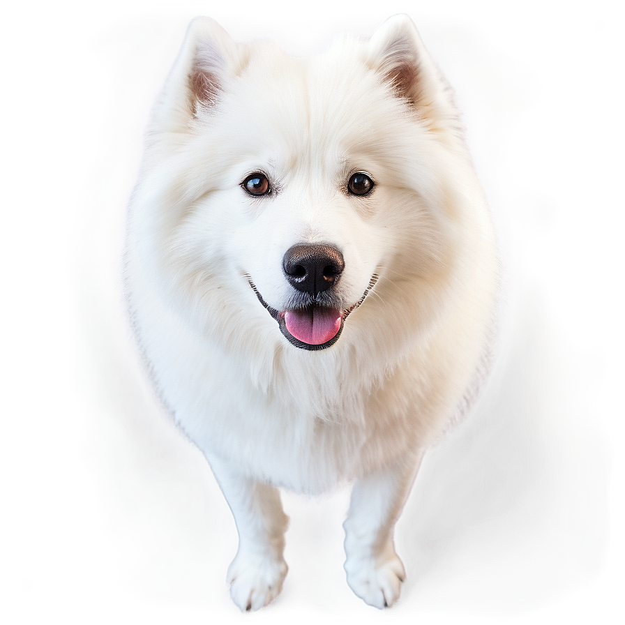 Samoyed Dog Breed Png Wfp16