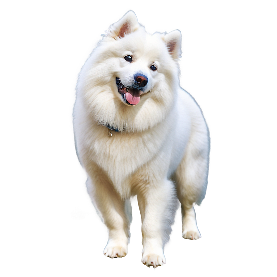 Samoyed Dog In Snow Png 67