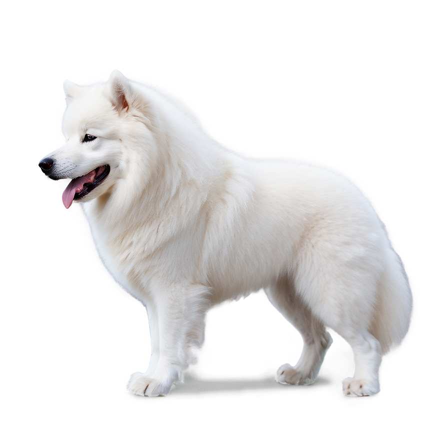 Samoyed Dog In Snow Png Vcu