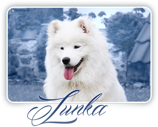 Samoyed Everything Changes Carpathian White Smile - Dog Yawns, HD Png Download PNG image with a transparent background, free high-resolution download