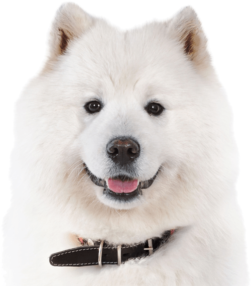 Samoyed Png, Transparent Png PNG image with a transparent background, free high-resolution download