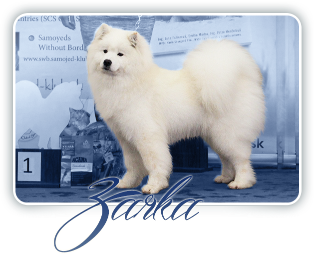 Samoyed Dog Show Winner