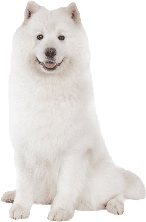 Samoyed Dog Sitting Portrait