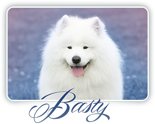 Samoyed Dog Smiling Basty