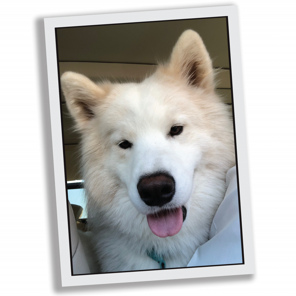 Samoyed, HD Png Download PNG image with a transparent background, free high-resolution download