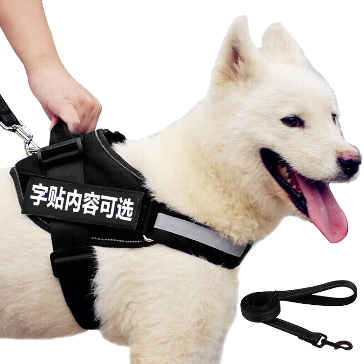 Samoyed Dog With Harness