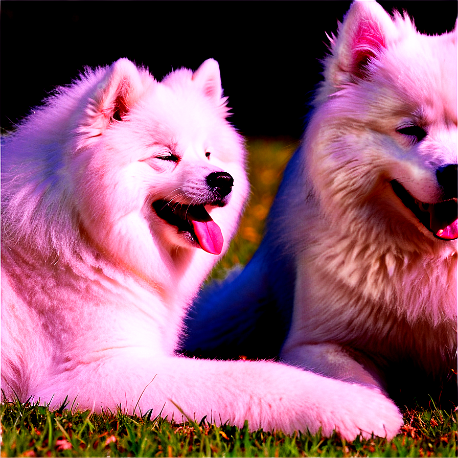 Samoyed Enjoying Sunshine Png Bxa