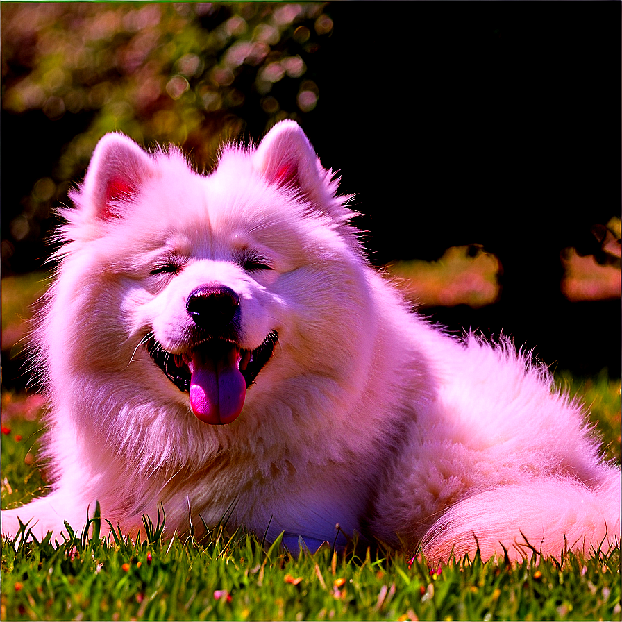 Samoyed Enjoying Sunshine Png Gtl