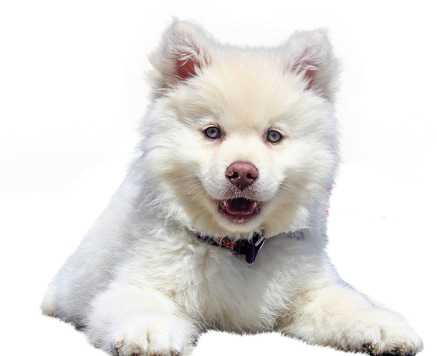 Samoyed Puppy Cute Portrait