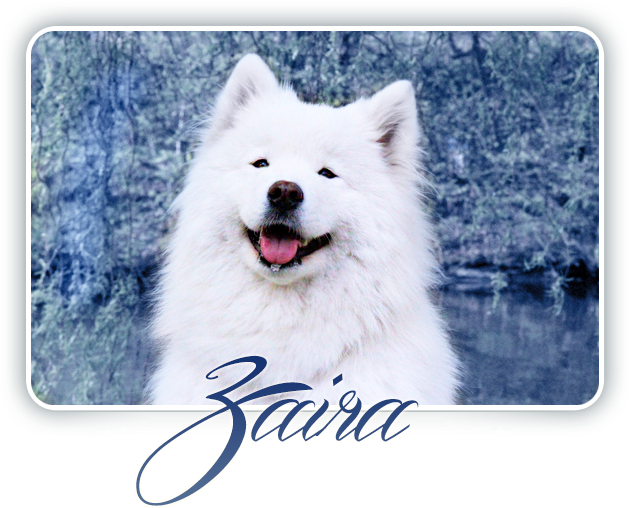 Samoyed Crystal Heart Carpathian White Smile - Dog Yawns, HD Png Download PNG image with a transparent background, free high-resolution download