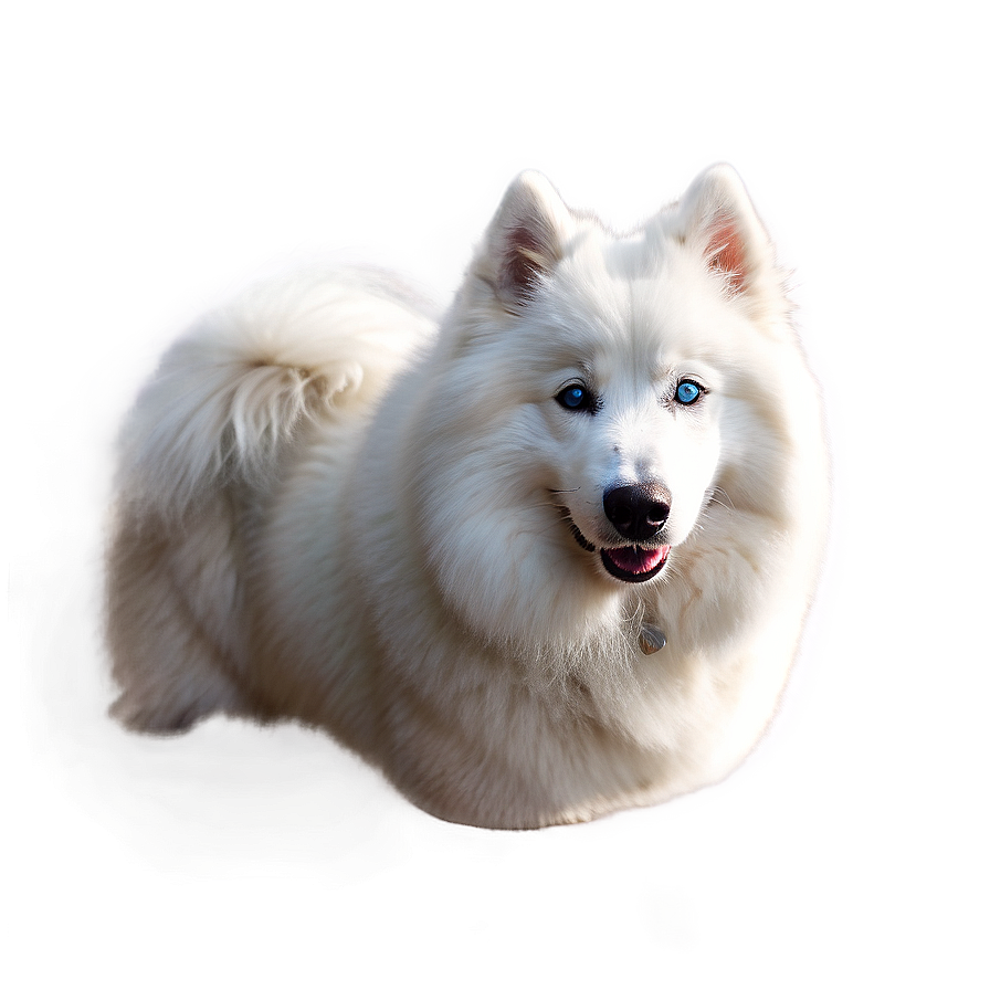 Samoyed With Blue Eyes Png 10