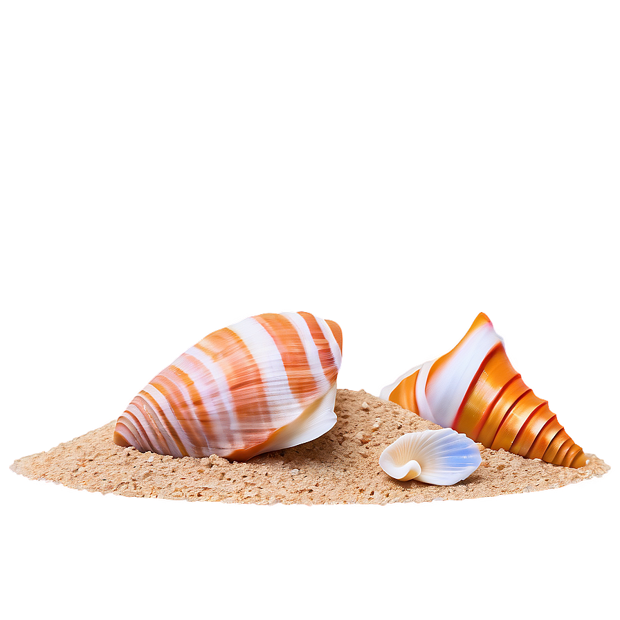 Sand And Sea Shells Png 05242024