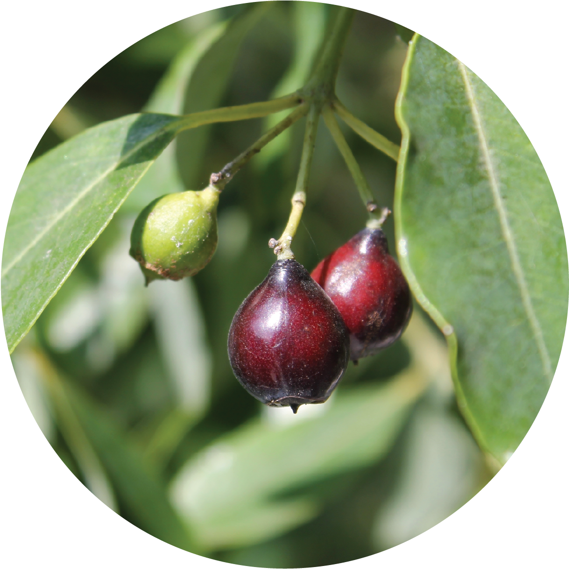 Sandalwood Tree Berries