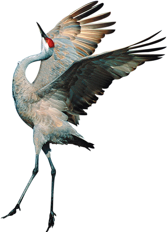 Sandhill Crane In Flight