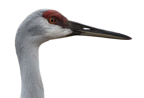 Sandhill Crane Profile Portrait PNG with transparent background